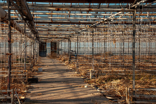 Abandoned old industrial glass greenhouse with dry dead plants and withered crops