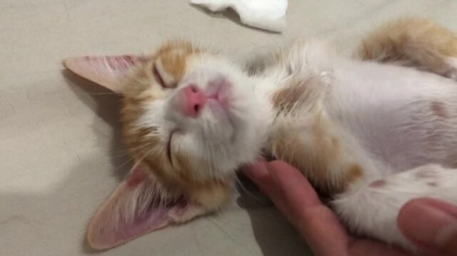 A small ginger and white kitten sleeping peacefully with funny face expression while being petted by a human hand.