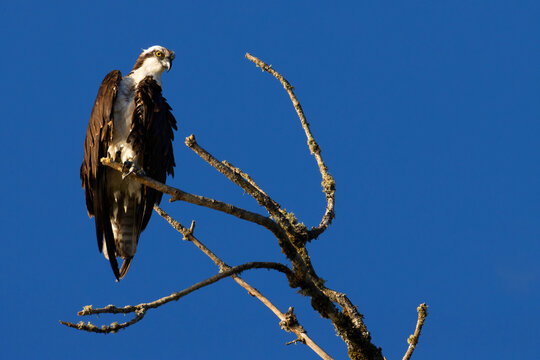 Osprey (Pandion haliaetus), Willamette Greenway, Marion County, Oregon