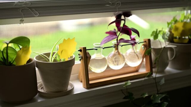 A bright windowsill displays potted houseplants, purple Tradescantia cuttings rooting in glass propagation vases, and yellow sticky traps used to monitor fungus gnats