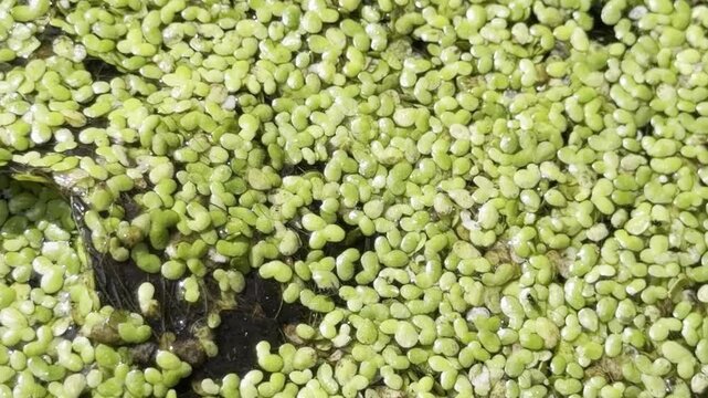 Green duckweed surface texture close up