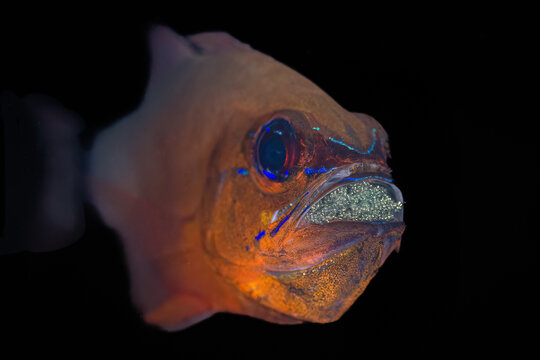 Mouth brooding male cardinalfish with eggs
