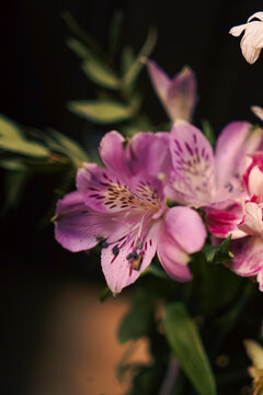Close-up of pink alstroemeria flowers with shallow depth of field