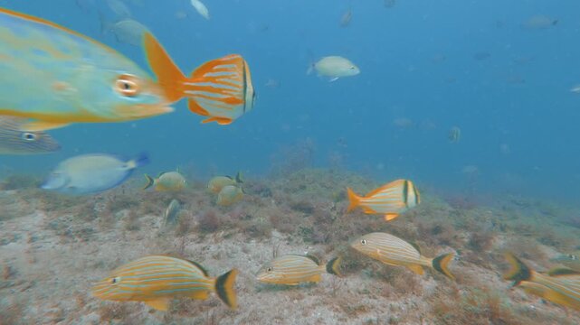 School of tropical fish swimming in ocean