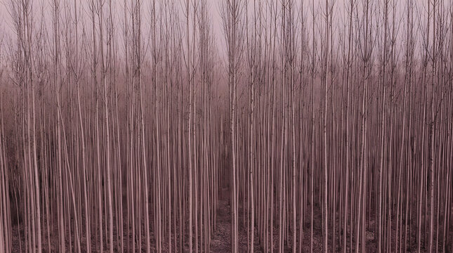 A dense forest of tall thin trees captured in a minimalist style with a soft muted purple and brown color palette
