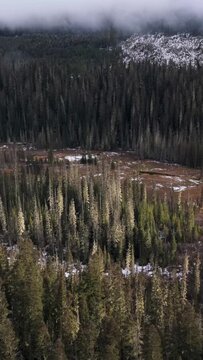 Aerial View of a Vast Evergreen Forest in British Columbia, Canada with Patches of Snow