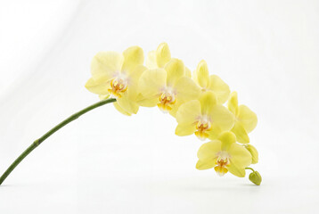 Fototapeta premium Single arching green stem bearing multiple pale yellow orchid blossoms in full bloom on white