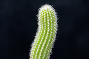 Fototapeta premium Close up of a bright green columnar cactus with sharp white spines isolated on solid black