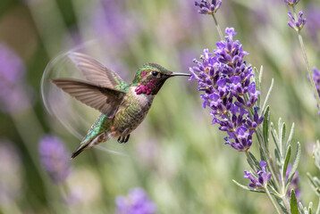Fototapeta premium Colorful hummingbird hovering in midair while feeding on bright purple lavender blossoms