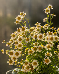 daisies in the field © Awal
