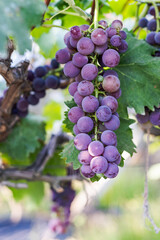 Naklejka premium A ripe purple grape cluster hangs from a grapevine, surrounded by green leaves in an outdoor vineyard setting.