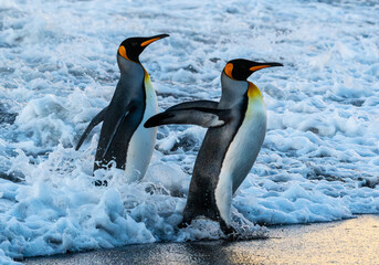Two king penguins emerging from the surf © John Yunker