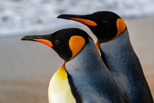 Close-up of a pair of king penguins on South Georgia Island