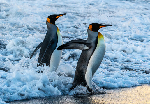 Two king penguins emerging from the surf