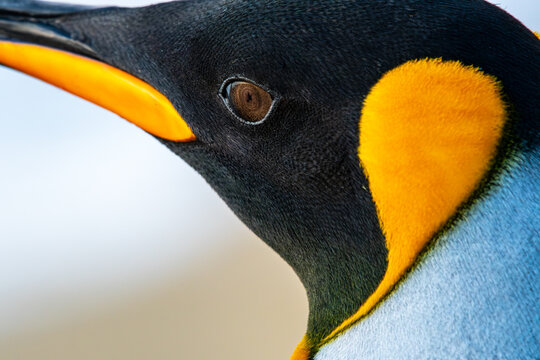 Up close and person with a king penguin on South Georgia Island