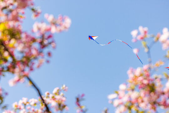 A small colorful kite with long tail flies against a clear blue sky, surrounded by blooming pink cherry blossoms in spring.