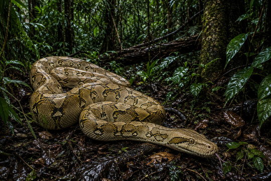 A tan reticulated python in the jungle