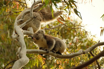koala in tree © Ocean_is_Dreaming