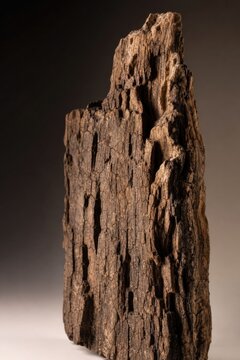 Ancient charred tree stump with deep cracks and rugged bark texture, dramatic natural wood pattern, dark brown tones, close-up studio lighting, raw organic texture for artistic or scientific use