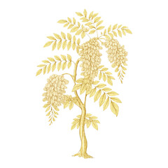 Obraz premium PNG Elegant botanical illustration featuring wisteria.