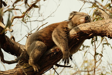 koala in tree © Ocean_is_Dreaming
