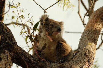 Koala in tree © Ocean_is_Dreaming