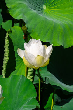 Beautiful white lotus flower blooming in the pond with large green leaves background.