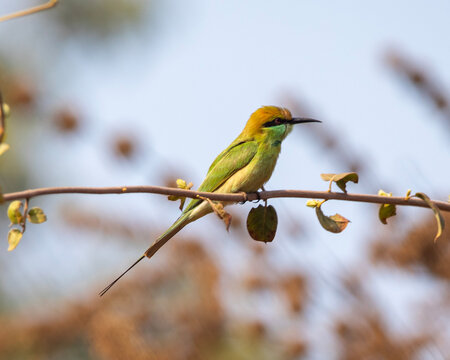 An Asian green bee-eater bird in Tadoba Andhari Tiger Reserve in Chandrapur, Maharashtra, India