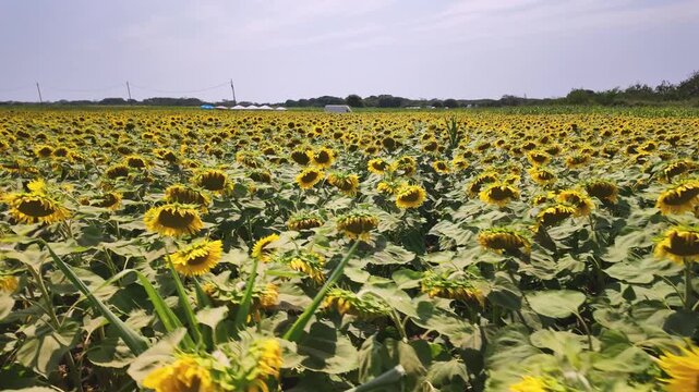 A dynamic forward tracking shot reveals a vast expanse of golden sunflowers with textured green leaves under bright daylight, evoking a warm summer atmosphere.