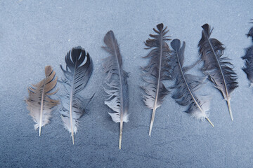 Close up of bird feather pattern as background © taffpixture