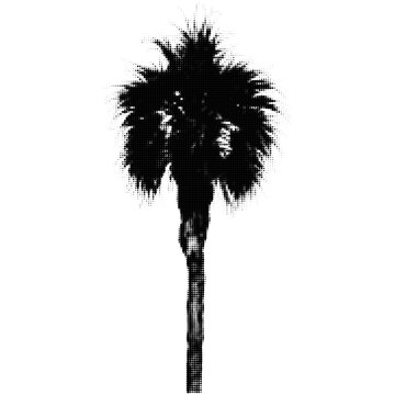 Silhouette of palm tree with lush green fronds standing tall illustration