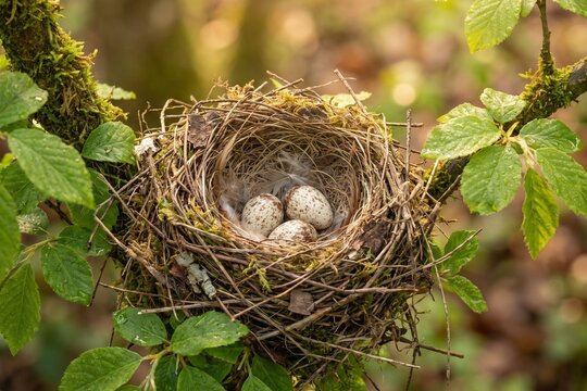 bird nest with eggs