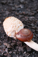 Macro shot of baby snail on wild mushroom © taffpixture