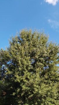 tree in the wind
