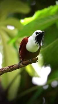 White-throated Bellbird calling on a branch in the rainforest