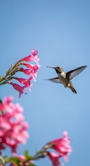 Fototapeta premium Hummingbird hovering in air drinking nectar from vibrant pink flowers against blue sky macro wildlife bird