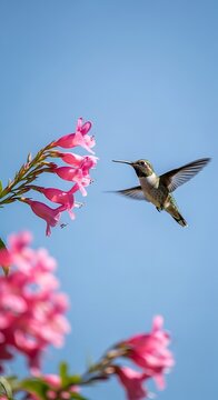 Hummingbird hovering in air drinking nectar from vibrant pink flowers against blue sky macro wildlife bird