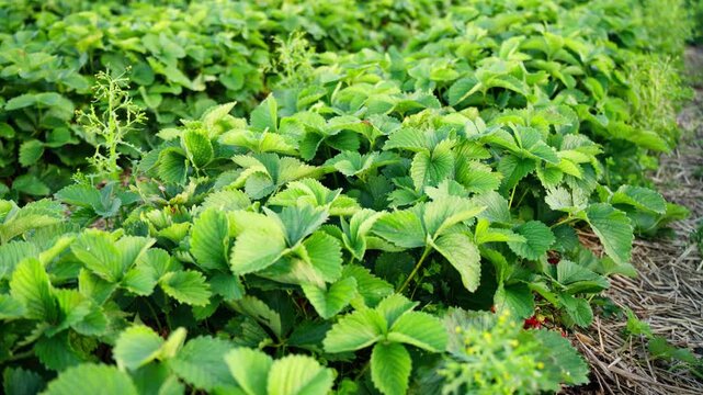 Close-up of strawberry plants in a garden row, showing dense green leaves, straw mulch, small weeds and fresh summer crop growth.