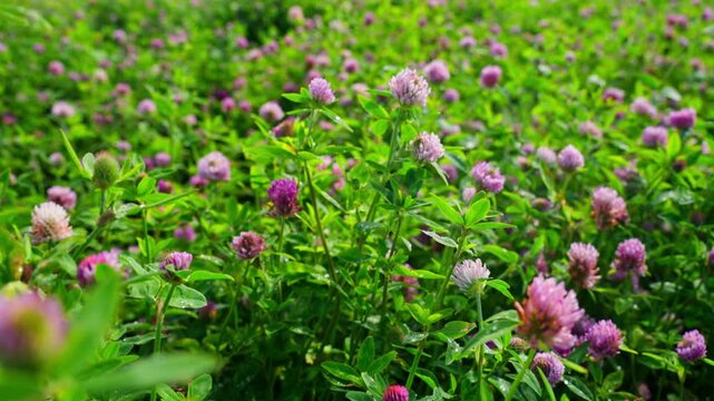 Close-up of blooming red clover flowers in a green meadow, with pink blossoms, fresh leaves, soft focus and natural summer field texture.
