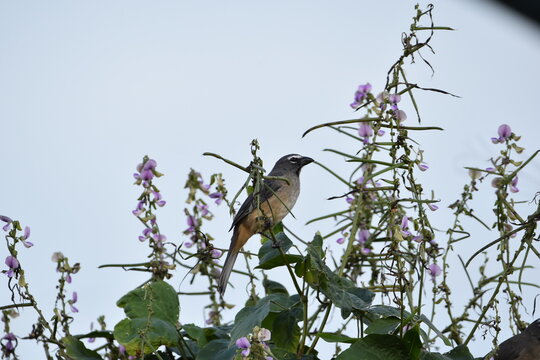 An Olive-gray Saltator bird (Saltator olivascens), feeding on some flowers in some bushes in Trinidad and Tobago.