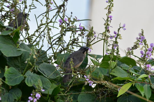 An Olive-gray Saltator bird (Saltator olivascens), feeding on some flowers in some bushes in Trinidad and Tobago.