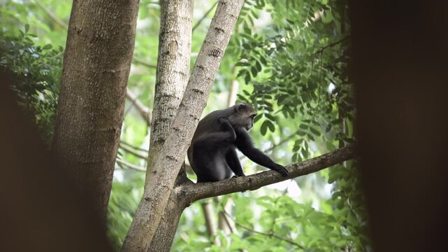 Slow Motion Monkey in Forest Trees in Africa in Kilimanjaro National Park in Tanzania on an African Wildlife Safari, Blue Monkeys Scratching Itself and Climbing on a Tree Branch and Branches