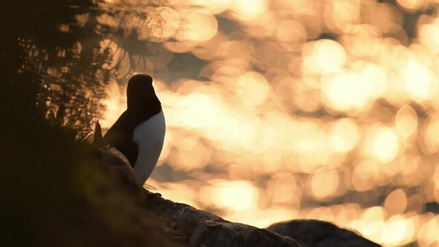 Razorbills and Orange Sunset Ocean, Razorbill Seabirds at Sunset on Coast with Orange Ocean Sea Water on Skomer Island in Wales, UK Nature and Wildlife