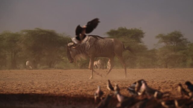Cinematic Slow Motion African Safari Animals at Sunset in Abundance with Eland and Birds Flying in Flight in Kenya in Africa, Amazing Nature Scene with Lots of Different Species and Animals Together