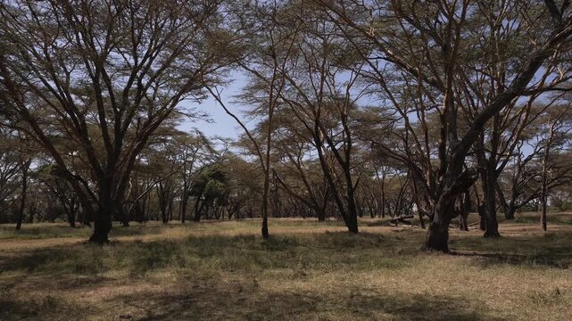 Acacia Trees Forest Landscape Scenery in Kenya, Africa. Beautiful Nature on safari in Solio Game Reserve, an African Safari Park.