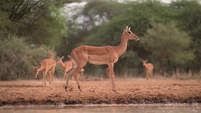 Impala in Africa, Safari Animals on African Wildlife Nature Safari, Low Angle Eye Level Shot in the wild in natural habitat in Kenya.