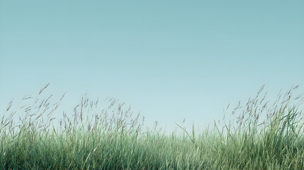 Fototapeta premium grass and sky