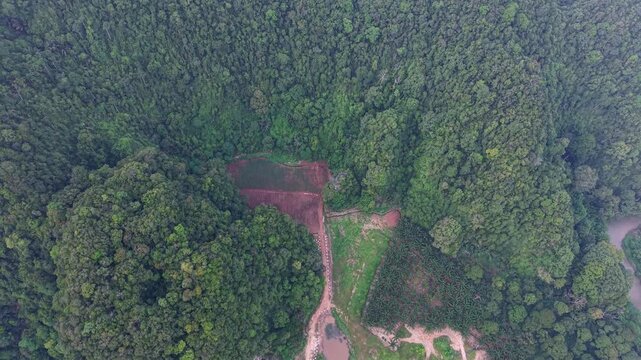 Aerial perspective reveals dense forest canopy. Winding dirt path splits the green landscape at Kampar, Perak