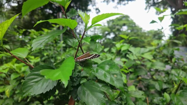 Quepos, Costa Rica Zebra Longwing butterfly resting on tropical foliage in a lush rainforest garden, close-up macro view of the striped pollinator in its natural habitat.