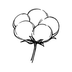 Obraz premium PNG Minimalist cotton plant illustration.